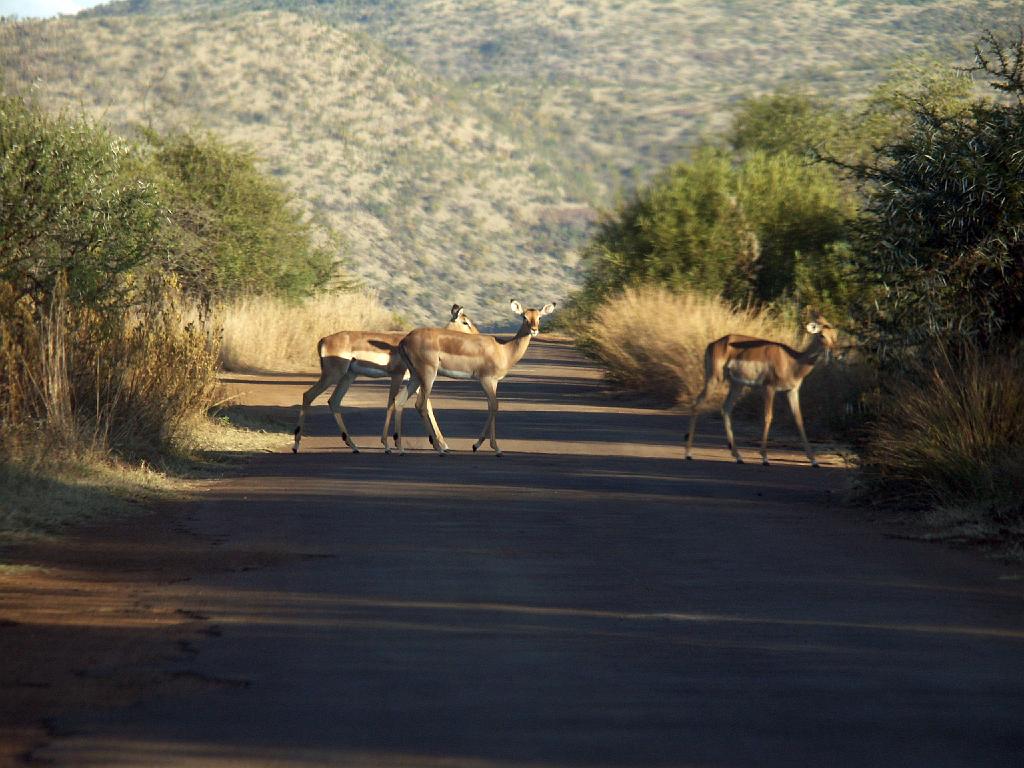 090516_Pilanesberg 266.jpg